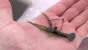 Fish Arrow Tungsten Nail Sinker 1/64 Oz (0,45 g)