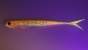 Fish Arrow Flash J Split 5 # 117 Glow Pink / Silver