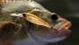 ZipBaits Trick Shad 70SP Rattler