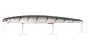 Tailwalk SF Minnow 173F Limited Edition #004 Black Zebra