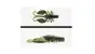 Adusta Gadget Craw 3.8 # 009 Weed Shrimp