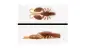 Adusta Gadget Craw 3.8 # 021 Ebi Miso