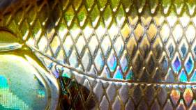 ZipBaits Khamsin 70 SP-SR # 509 Blue Gill