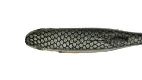 Imakatsu Huddle Fat Fly Eco 2.8
