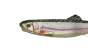 Imakatsu Huddle Fat Fly Eco 2.8