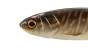 Major Craft Stabi Shad 5