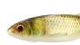 Major Craft Stabi Shad 7