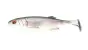 Major Craft Stabi Shad 7 #F21 Live Rainbow Trout