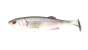 Major Craft Stabi Shad 5 Single #F21 Live Rainbow Trout