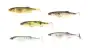 Starterpaket Major Craft Stabi Shad 4