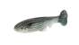Imakatsu Huddle Swimmer Eco 3