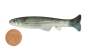 Imakatsu Huddle Swimmer Eco 3
