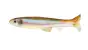 Imakatsu Huddle Swimmer Eco 3 #243 Real / Imae Wakasagi