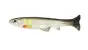 Imakatsu Huddle Swimmer Eco 3 #376 Clear Ayu