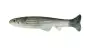 Imakatsu Huddle Swimmer Eco 3 #498 3D Bora / Realism
