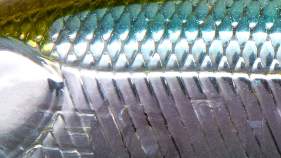 ZipBaits Orbit 65 MR-S # 021