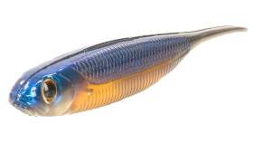 Fish Arrow Flash J 3