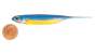 Fish Arrow Flash J 3