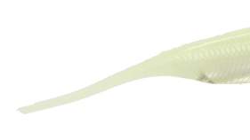 Fish Arrow Flash J 4